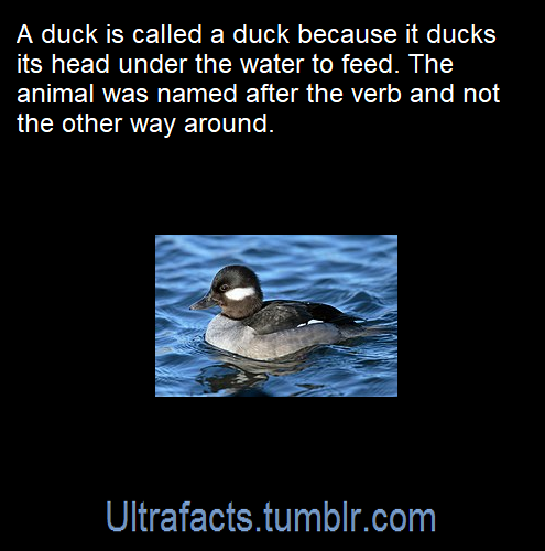 ultrafacts: Source: [x] Click HERE for more facts! 