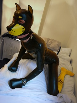 pup-rolo:  Attentive rubber puppy… All geared up and waiting.