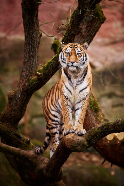 tulipnight:  Tiger… by René Unger 