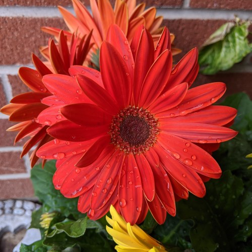 I took a picture of a red Gerber daisy on my front porch.