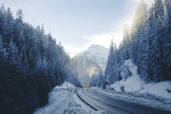 givncvrlos:  HWY 4 on Vancouver Island (by Alex Strohl) 