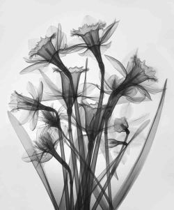 Diaphanous daffodils (x-ray photographs of flowers are both eerie and ethereal)