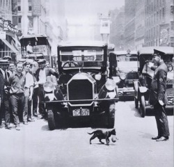 ranklypalindromist:   July 1925, New York City: Mother cat stops