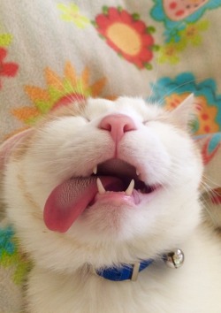 unflatteringcatselfies:  definition of ecstasy? probably this.
