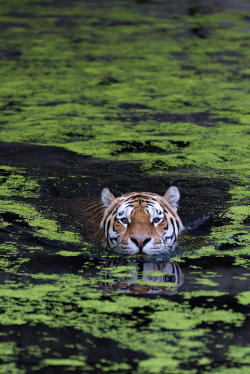 touchdisky:  Swiming tiger by Henrik Vind (Website)  