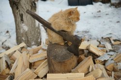 sovietcreepypasta:  Good Soviet cat is chop wood so whole village