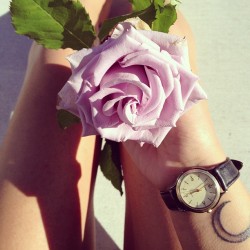 palmist:  beautiful rose 