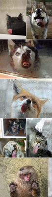 daily-meme:  Some Animals Have A Thing For Licking Windowshttp://daily-meme.tumblr.com/