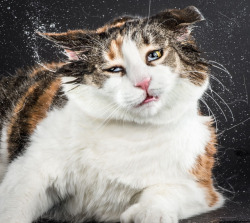 bobbycaputo:  Portraits of Cats Shaking Themselves Clean Photographed