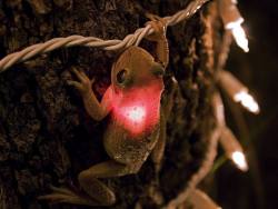 “This little Cuban tree frog made a meal out of a Christmas