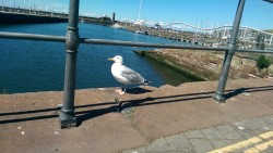 Hungry seagulls greedily watches me eat my pie…