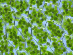 zenec:  Chloroplasts. 