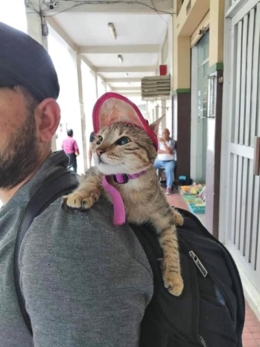 catscharm:From Ecuador a blind kitten with her human father ☺️❤️
