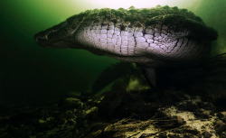 thepredatorblog:  darwinoid:  animalsandlandscapes:  Nile Crocodile