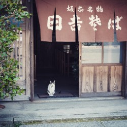 pinningme:  坂本近く日吉そばの招き猫 #猫