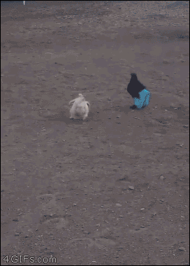 4gifs:  Look at this chicken wearing pants. 2016 is turning around.