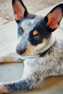 freakinfreckles:  my baby Ziggy Blue