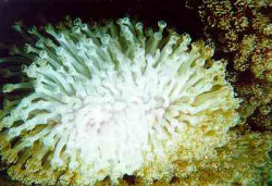 sixpenceee:  Warmer water temperatures can result in coral bleaching.