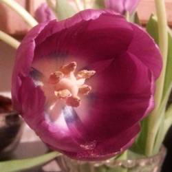 What does the inside of a tulip look like? The answer is here.