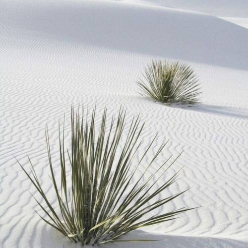 shambholic:  via Instagram, unknown source – White Sands National