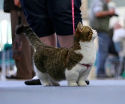 awwww-cute:  Munchkin cats are adorable