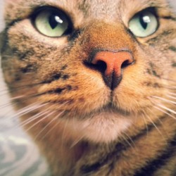 daniefe:  El de los ojos verdes. #cat 