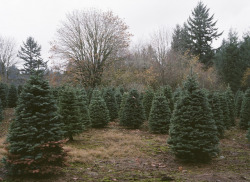 alysonbowen:  Spotted a tree farm somewhere outside of Portland,