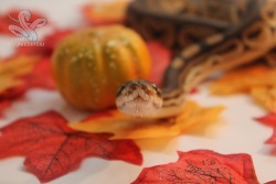 superpredatorsexoticreptiles:  Paprika the Cinnamon Ball Python