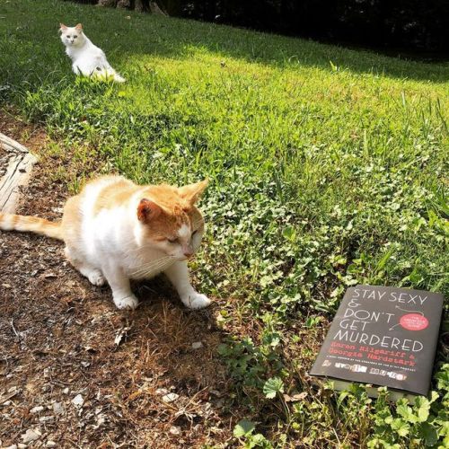 <p>I’ve always suspected cats can read, and they just don’t want us to know. If they can, as I suspect, they’re reading true crime comedy podcast dual memoirs. #ssdgmpets #ssdgm #murderino #elviswantacookie #orangeandwhitecat  (at Fiddlestar)<br/>
<a href="https://www.instagram.com/p/Bzyu141BnBa/?igshid=1vr6g6uglqdgf">https://www.instagram.com/p/Bzyu141BnBa/?igshid=1vr6g6uglqdgf</a></p>