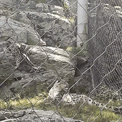 thenatsdorf: Snow leopard cub startles mom and himself. (via
