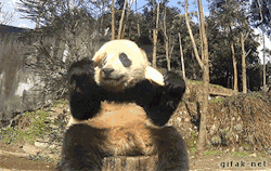 Dope Dog Gifs