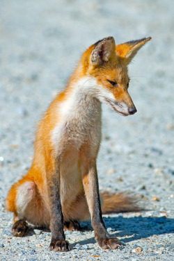 Wildlife World Zoo