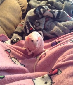 effyeahpetrats:  (This blankie explorer was submitted by anelfisfinetoo!)