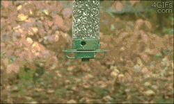 death-by-lulz:   Squirrel-proof bird feeder   Featured on a 1000Notes.com