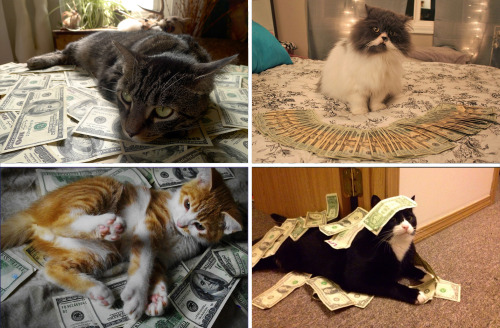 chubblersds:  nihongogogo:  yxngsushi:  starseed-infinite:  avedior:  alxbngala:  Money Cats masterpost,   to have your LIFE!! filled with money.  I got โ today, Iâ€™m reblogging this again  please, Iâ€™m going to be unemployed the end of this week.
