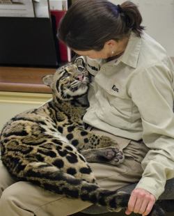 sdzoo:  8-month-old clouded leopard cub, Ganda, curls up in her
