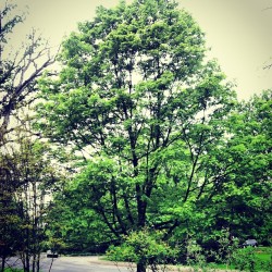 hayliefallyn:  My favorite #tree looking #handsome this #spring !