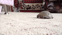 gifsboom:  Kitten Terrorizes Baby Tortoise. [video] 
