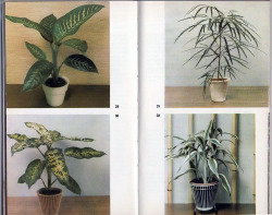sister-saint:  ooobie:  house plants, 1964  how the times have