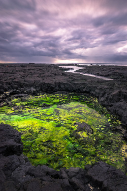 thisearthisawesome:  Some mad green algae by the sea. Honaunau,