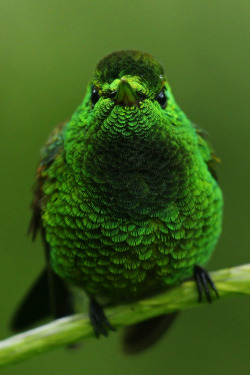 drxgonfly:Copper-rumped Hummingbird ( by Dave Irving)