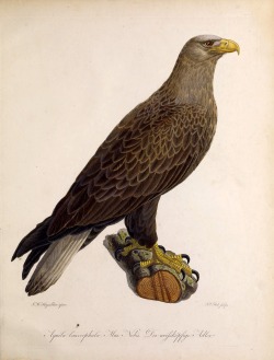 wapiti3:    Natural History of the Birds of Germany  By Wolf,