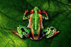 techinsider:  BODY PAINT: This artist uses humans as her canvas for painting realistic animals Check out more of Johannes Stoetter’s pieces on our site. 