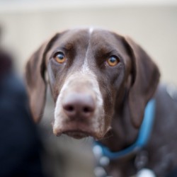 thedogist:  Lucy, German Shorthaired Pointer, Chelsea Waterside