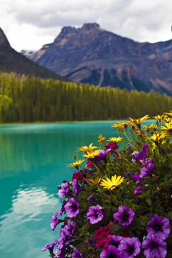 travelbinge:  Emerald lake flowers by AngeStar Emerald Lake,