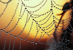 fotografiae:  Dew on the spider web. by DanMartynov. http://ift.tt/1ssWZ6p