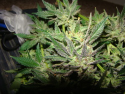 melancholicways:  California Orange - so aromatic and delicious