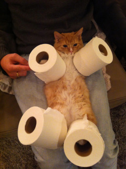 awwww-cute:  #1 toilet paper holder