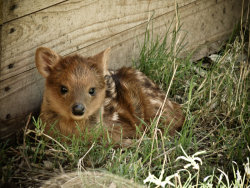 prismahaus:  These cute little fuckers are called Pudu deer.