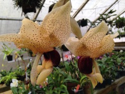 willowbrookorchids:Stanhopea Garuda